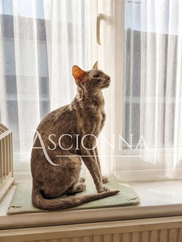 Grand Champion Ascionna Penelope Poses